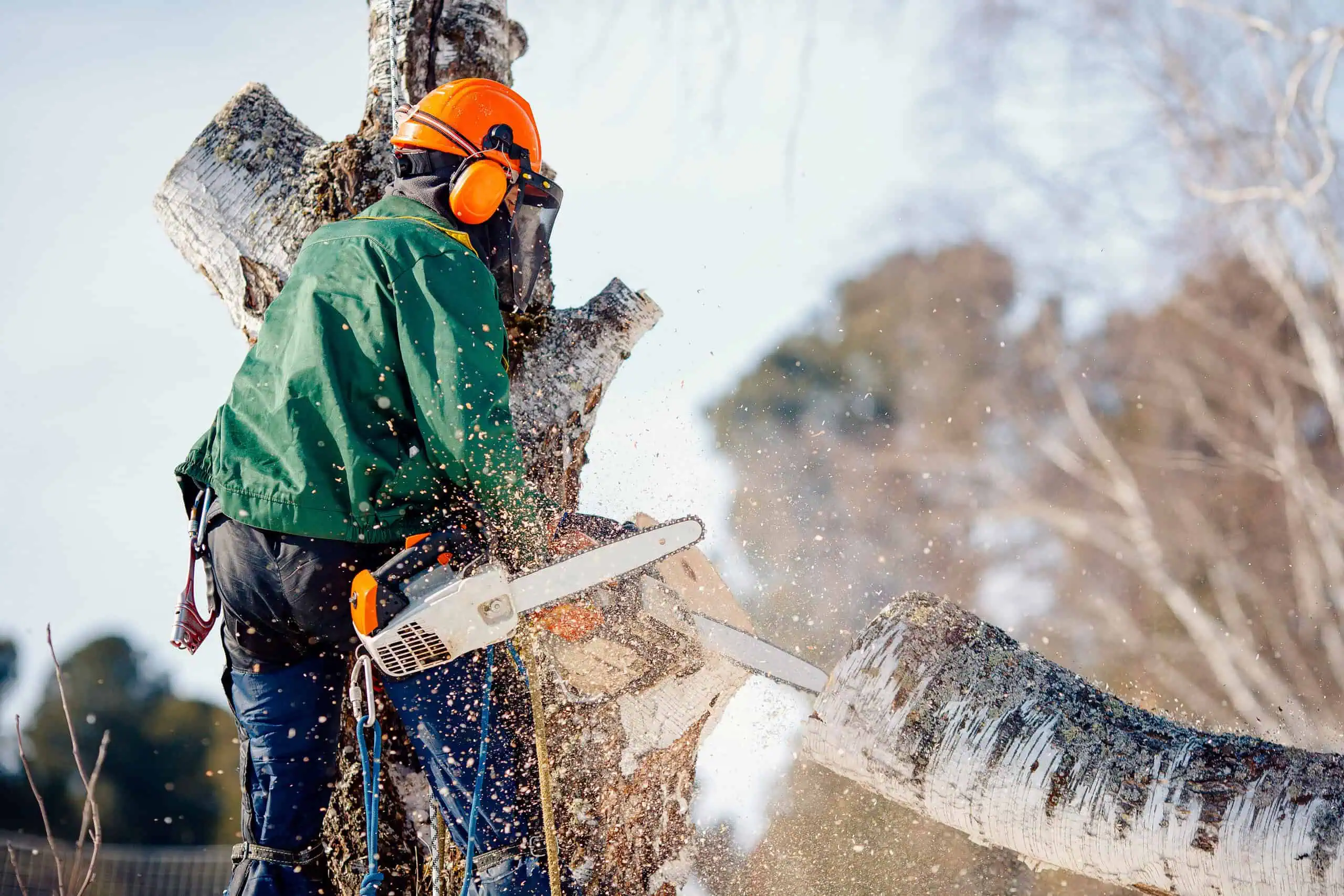 Arborist Insurance Massachusetts